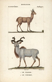 Nilgai, Boselaphus tragocamelus, and greater Nilgai, Boselaphus tragocamelus, and greater