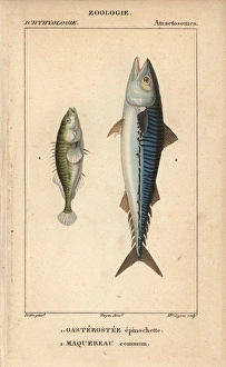 Ninespine stickleback, Pungitius pungitius Ninespine stickleback, Pungitius pungitius