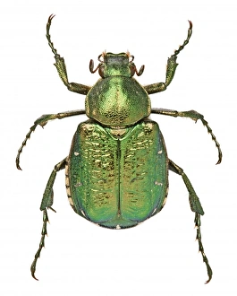 <b class=qtipBold><figcaption>Noble Chafer</figcaption></b><br><br><em>© Mary Evans / Natural History Museum</em> Noble Chafer