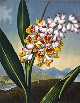 <b class=qtipBold><figcaption>The Nodding Renealmia</figcaption></b><br>The Nodding Renealmia, engraved by Caldwall after Henderson, in a book entitled The Temple of Flora by Dr Robert John Thornton (1768-1837). The book was published between 1799 and 1807. Date: 1801<br><em>© Mary Evans Picture Library</em> The Nodding Renealmia