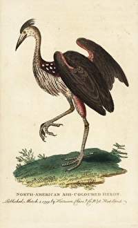 North American ash-coloured heron, Ardea fusca North American ash-coloured heron, Ardea fusca