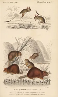 North American beaver, Castor canadensis North American beaver, Castor canadensis