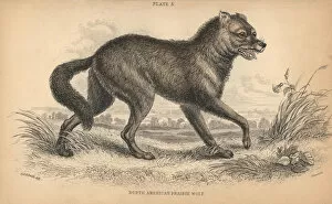North American prairie wolf or coyote, Canis latrans