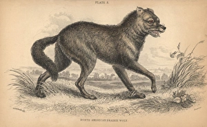 North American prairie wolf or coyote, Canis latrans North American prairie wolf or coyote, Canis latrans