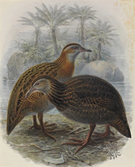 North Island Weka and Western Weka North Island Weka and Western Weka