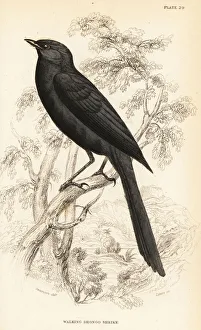 Flycatcher Gallery: Northern black-flycatcher, Melaenornis edolioides