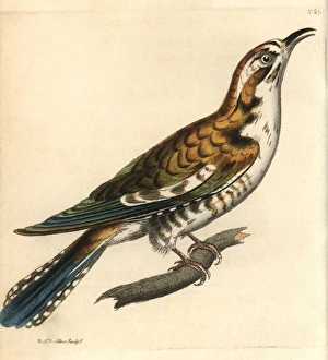 Northern flicker, Colaptes auratus Northern flicker, Colaptes auratus