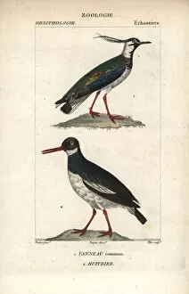 Northern lapwing, Vanellus vanellus, and Eurasian