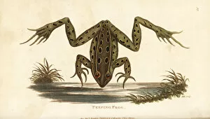 Northern leopard frog, Lithobates pipiens