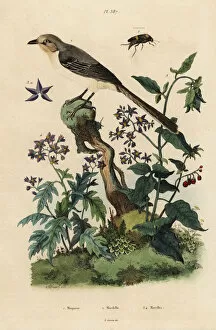 Fries Gallery: Northern mockingbird, nightshades and beetle
