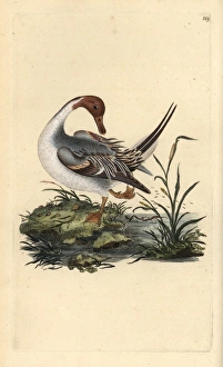 Northern pintail duck, Anas acuta Northern pintail duck, Anas acuta