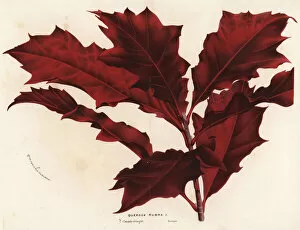 Quercus Gallery: Northern red oak, Quercus rubra