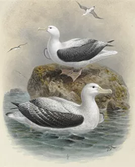Albatrosses