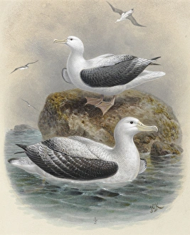 Northern Royal Albatros, Antipodean Albatros Northern Royal Albatros, Antipodean Albatros