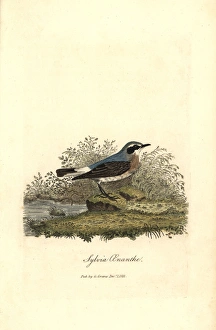 Northern wheatear, Oenanthe oenanthe Northern wheatear, Oenanthe oenanthe