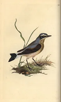 Chats And Flycatchers Gallery: Northern Wheatear Collection