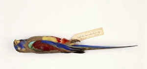 Northiella haematogaster, bluebonnet Northiella haematogaster, bluebonnet