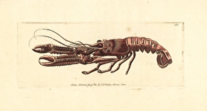 Norway lobster, Nephrops norvegicus Norway lobster, Nephrops norvegicus