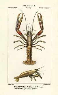 Norway lobster and shrimp