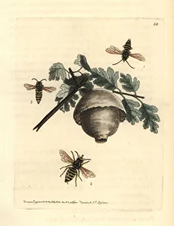Wasp Gallery: Norwegian wasp, Dolichovespula norwegica