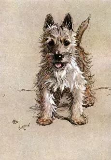 1928 Collection: Norwich Terrier