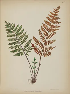 Nothochloena marantoe