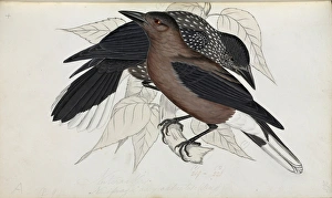 Crows And Jays Gallery: Spotted Nutcracker Collection