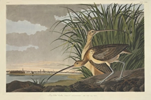 Numenius americanus, long-billed curlew Numenius americanus, long-billed curlew
