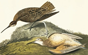 Sandpipers Gallery: Eskimo Curlew Collection