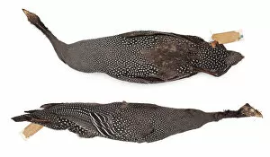 Numida meleagris, Helmeted Guineafowl, female