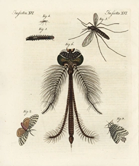 Nun or black arches moth, and common house mosquito Nun or black arches moth, and common house mosquito