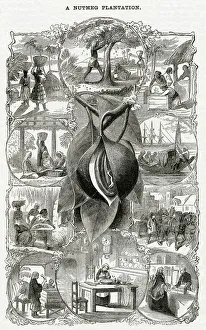 Plantations Gallery: Nutmeg plantation 1868