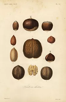 Nuts with shells, Fruits en chaton