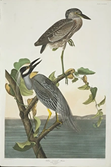 Nyctanassa violacea, yellow-crowned night heron Nyctanassa violacea, yellow-crowned night heron
