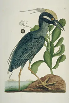 Nyctanassa violacea, yellow-crowned night heron Nyctanassa violacea, yellow-crowned night heron