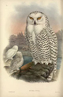Bird Of Prey Gallery: Nyctea scandiaca, snowy owl