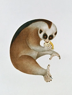 <b class=qtipBold><figcaption>Nycticebus coucang, slow loris</figcaption></b><br>Plate from the John Reeves Collection of Zoological Drawings from Canton, China, 1774-1856. See also image reference 11520. Date:<br><em>© Mary Evans / Natural History Museum</em> Nycticebus coucang, slow loris