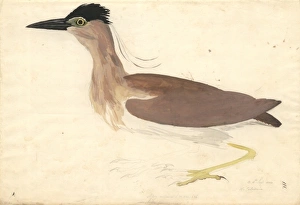 Nycticorax caledonicus, rufous night heron Nycticorax caledonicus, rufous night heron