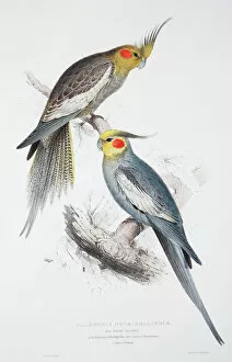 Pair Gallery: Nymphicus hollandicus, cockatiel