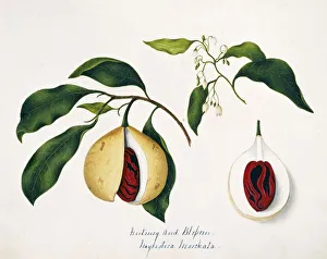 <b class=qtipBold><figcaption>Nyrustuca moschata, nutmeg</figcaption></b><br>Illustration by Margaret Bushby Lascelles Cockburn (1829-1928). Held at the Natural History Museum, London. Date:<br><em>© Mary Evans / Natural History Museum</em> Nyrustuca moschata, nutmeg