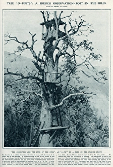 O- Pip A French observation post in a tree O- Pip A French observation post in a tree
