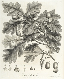 Oak tree: branch and constituent parts Oak tree: branch and constituent parts