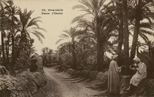 Ghardaia Collection: In the Oasis. Ghardaia, Algeria