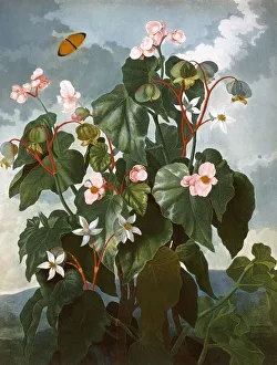 <b class=qtipBold><figcaption>The oblique-leaved Begonia</figcaption></b><br>The oblique-leaved Begonia, engraved by Caldwall after Philip Reinagle, in a book entitled The Temple of Flora by Dr Robert John Thornton (1768-1837). The book was published between 1799 and 1807. Date: 1800<br><em>© Mary Evans Picture Library</em> The oblique-leaved Begonia