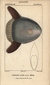 Ocean sunfish, Mola mola Ocean sunfish, Mola mola