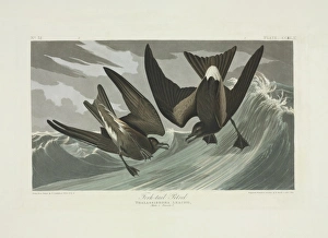 Oceandroma leucorhoa, Leachs storm-petrel Oceandroma leucorhoa, Leachs storm-petrel