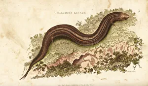 Ocellated or bronze skink, Chalcides ocellatus Ocellated or bronze skink, Chalcides ocellatus