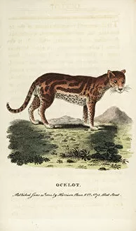 Ocelot or dwarf leopard, Leopardus pardalis