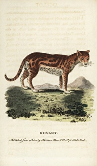 Ocelot or dwarf leopard, Leopardus pardalis Ocelot or dwarf leopard, Leopardus pardalis