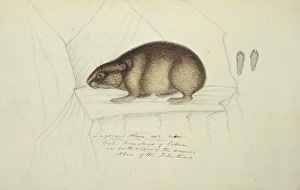 Ochotona curzoniae, black-lipped pika Ochotona curzoniae, black-lipped pika